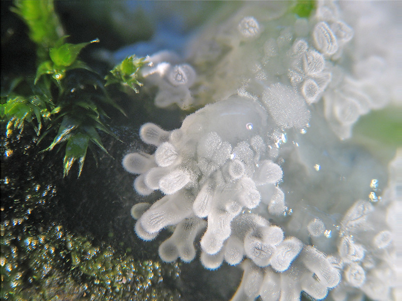 Ceratiomyxa fruticulosa